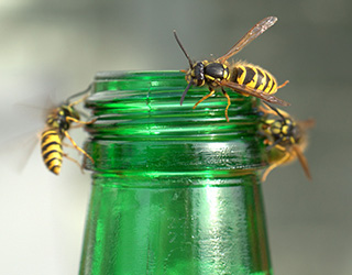 wasp control mansfield notts