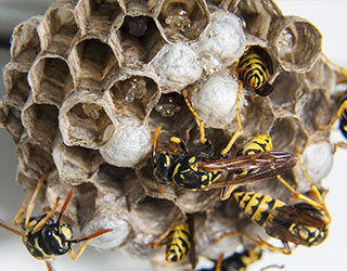 wasp nest treatment mansfield nottinghamshire